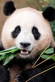 Ảnh diễn viên 福宝