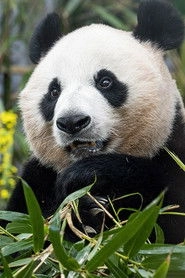 Ảnh diễn viên 爱宝