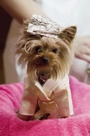 Ảnh diễn viên Manly "Little Pickles" Ortega