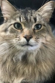 Ảnh diễn viên Tonic